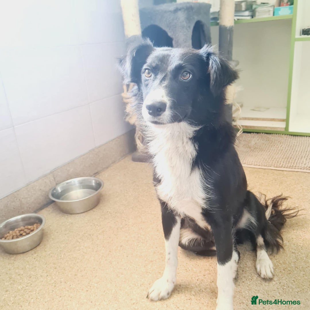 Mixed Breed dogs for adoption: 🐾🩷CANDY, a marvellous girl for a Loving Home🐾🏡 - Image 6
