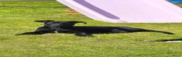 Mixed Breed dogs for sale: Black Doberman x Collie puppy under 4months old - Advert 7