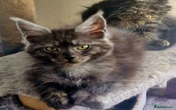 Maine Coon cats for sale: Maine Coon TICA reg kittens and Persian adult  - Image 4