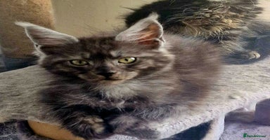 Maine Coon cats - Advert 11