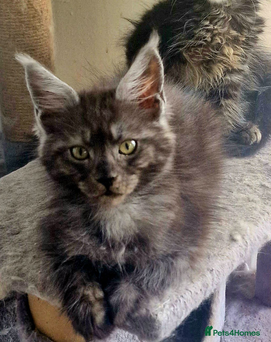 Maine Coon cats for sale: Maine Coon TICA reg kittens and Persian adult  - Image 4