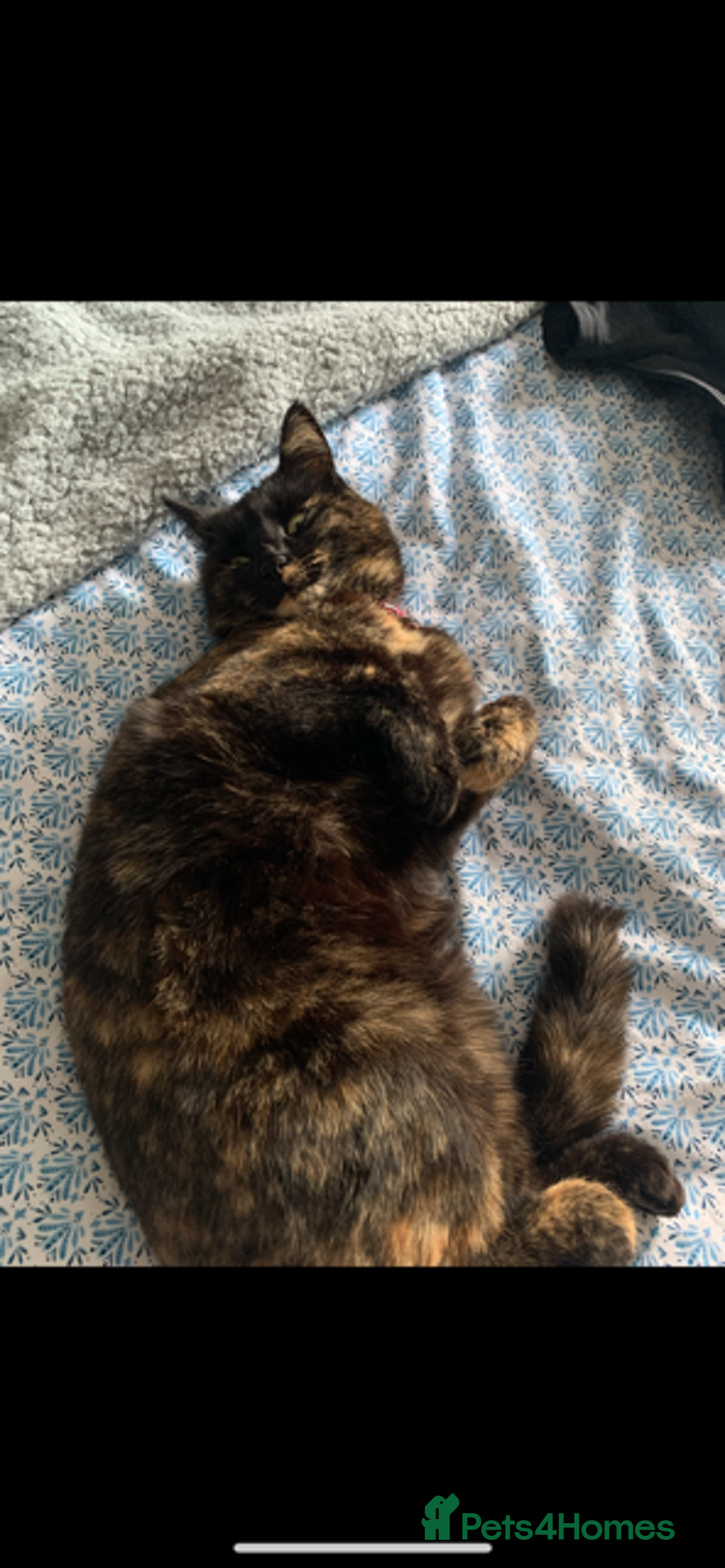 Mixed Breed cats for sale: Widgey  - Image 8
