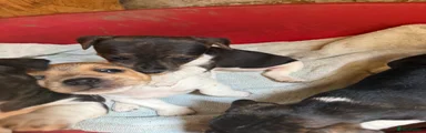 Jack Russell Puppy 5