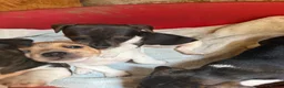Jack Russell dogs for sale: Jack Russell puppies - Advert 15