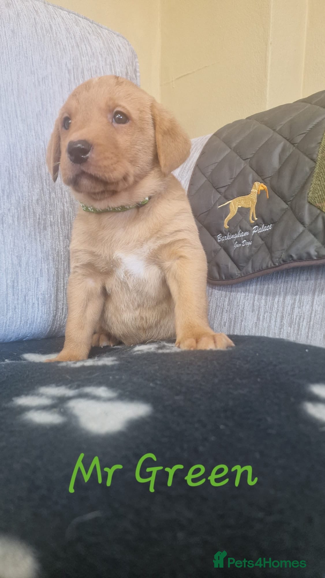 Labrador Retriever dogs Beautiful Labrador Puppies KC REGISTERED - Advert 2