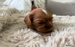 Cavalier King Charles Spaniel dogs for sale: Cavalier King Charles  - Image 15