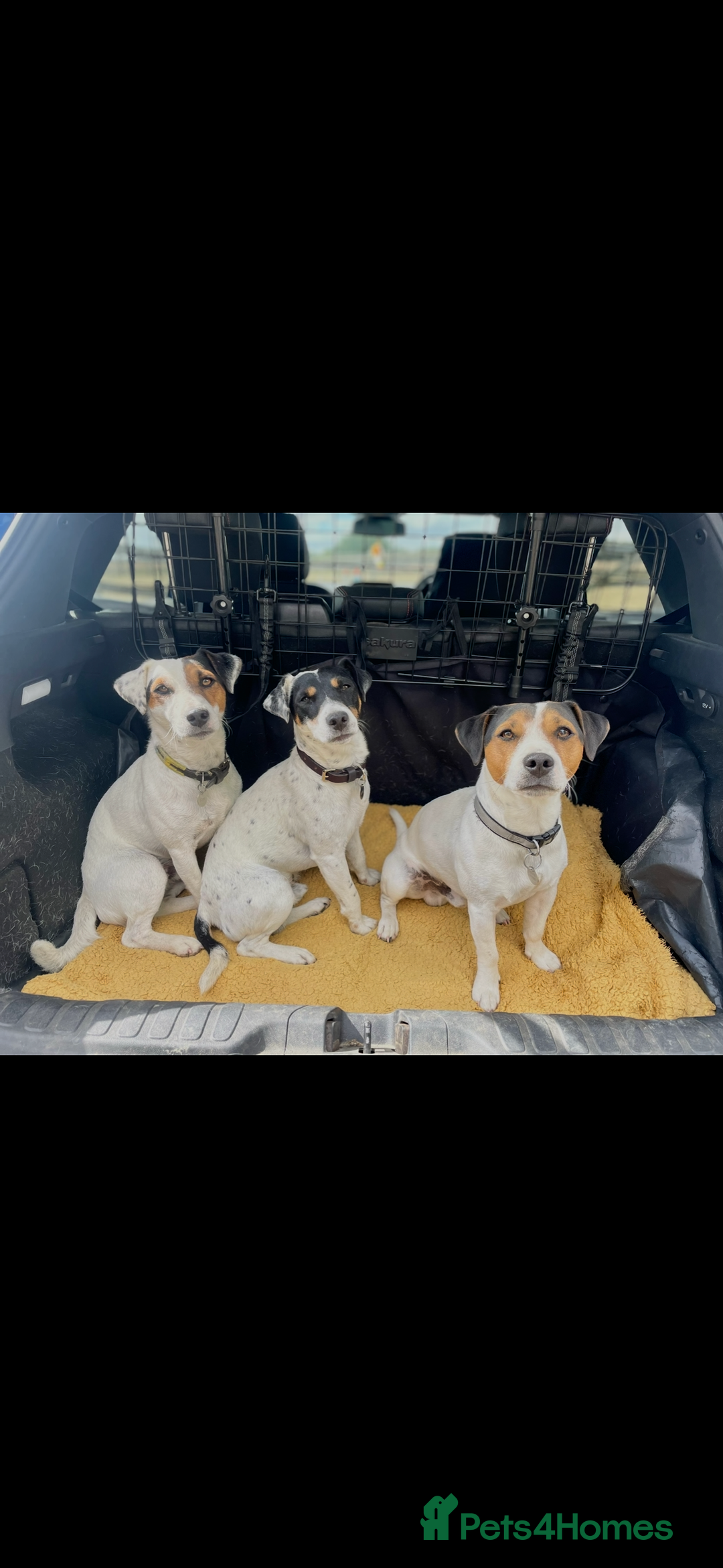 Jack Russell dogs for stud: Stud available  - Advert 3