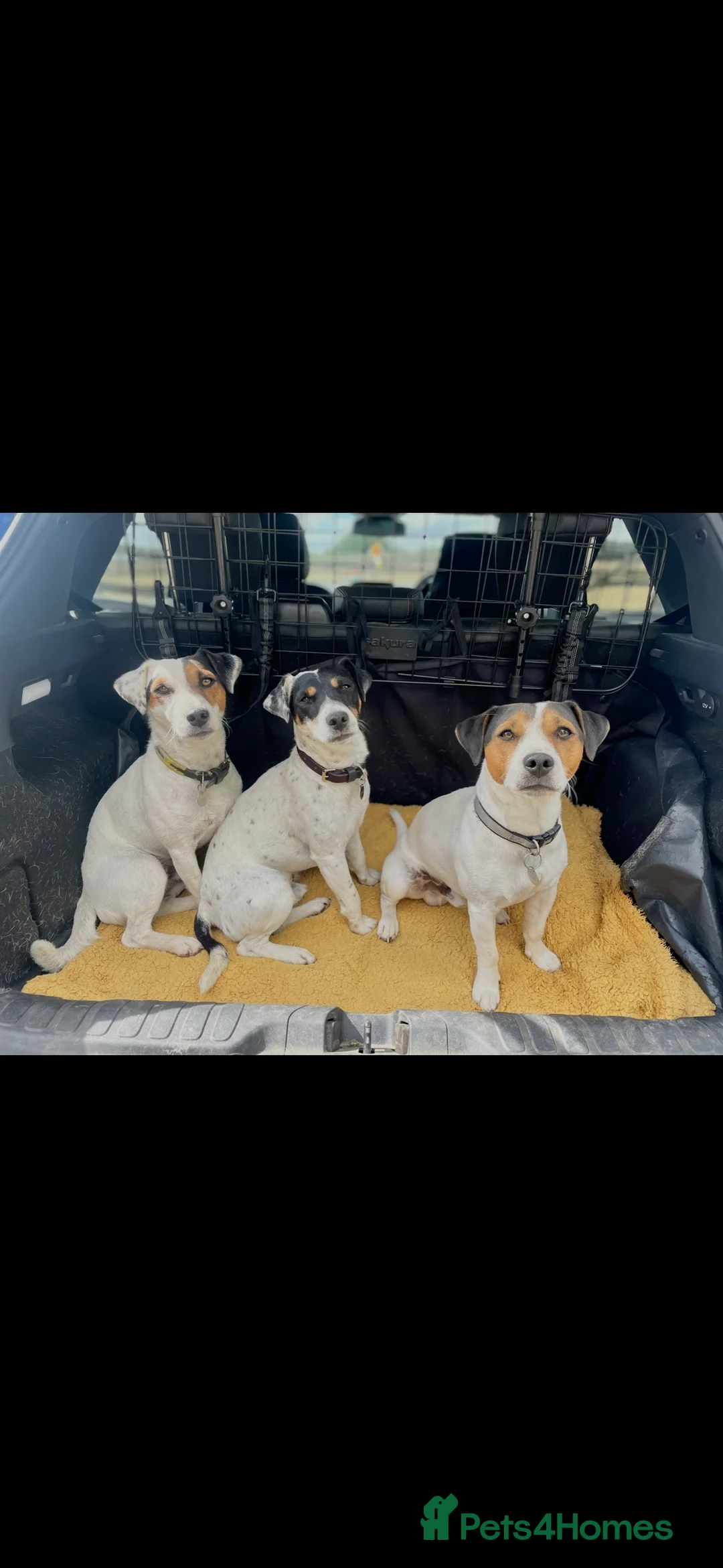 Jack Russell dogs for stud: Stud available  - Advert 3