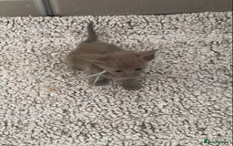Mixed Breed cats for sale: Oriental X Siamese kittens  - Image 14