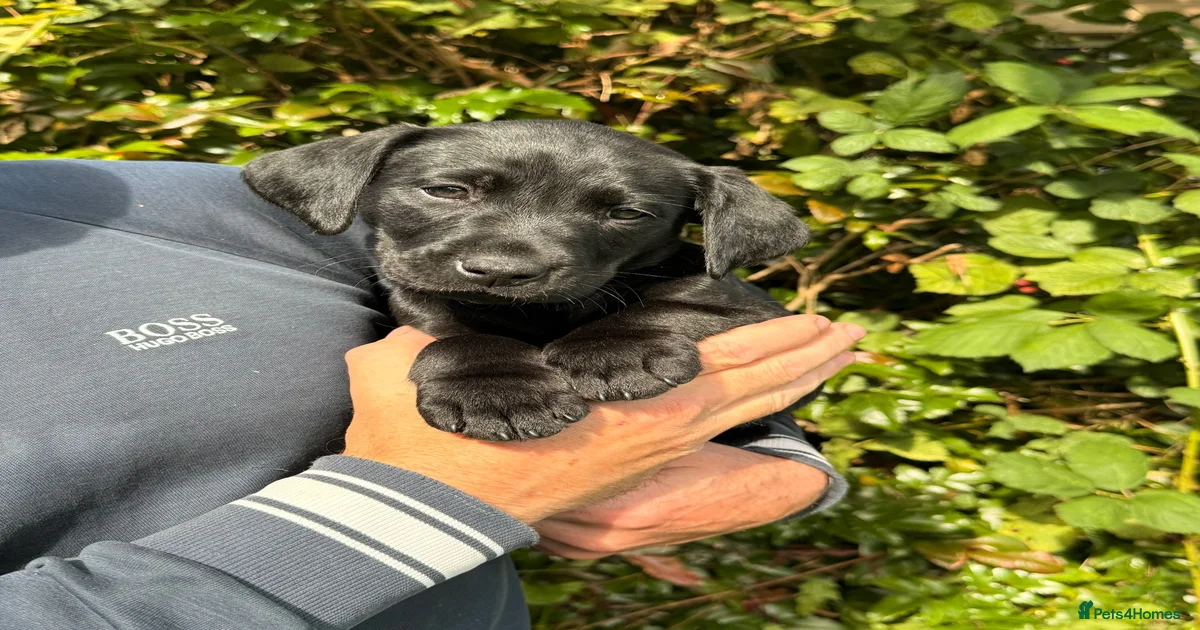 Labrador puppies Labrador Retriever Puppies for sale | Pets4Homes