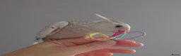 Cockatiels birds for sale: Hand reared silly tame DNA sexed baby cockatiels  - Advert 25