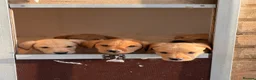 Labrador Retriever dogs for sale: SHAEDS OF YELLOW TO FOXRED - Advert 4