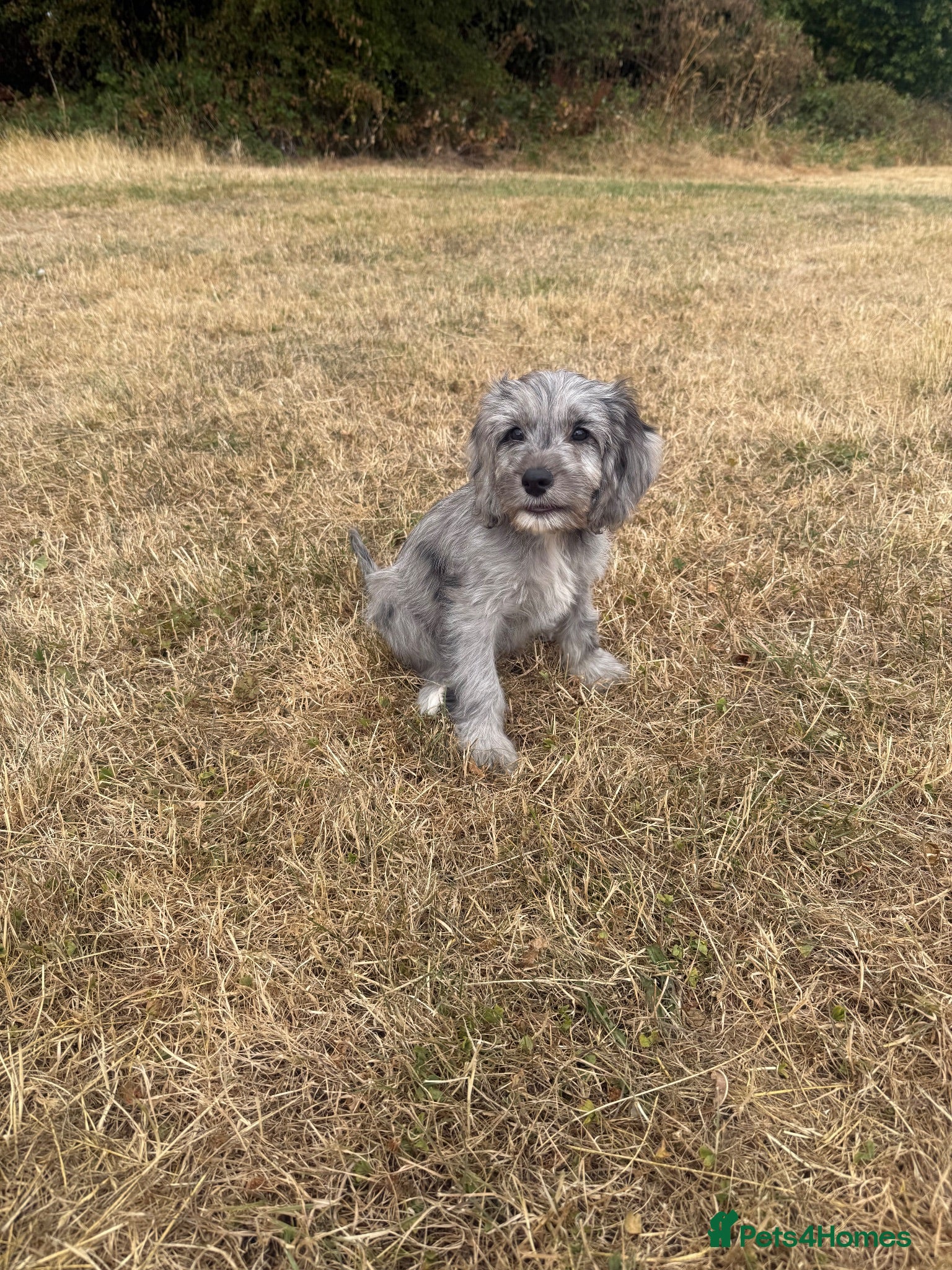 Cockapoo dogs Little Dottie beautiful Cavapoo  - Advert 5