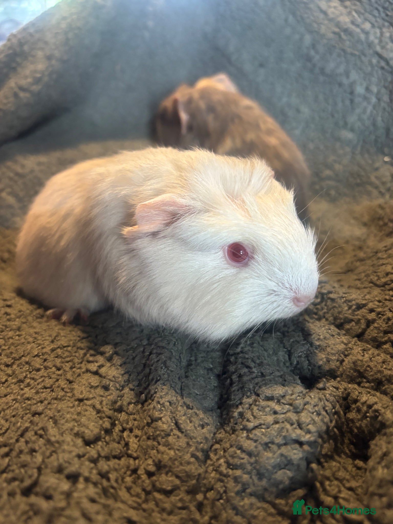 Guinea Pig rodents 2 beautiful boys  - Advert 11