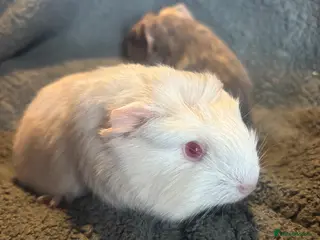 Guinea Pig rodents 2 beautiful boys - Advert 11