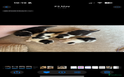 Mixed Breed cats for sale: Four beautiful kittens with lovely markings! - Image 9