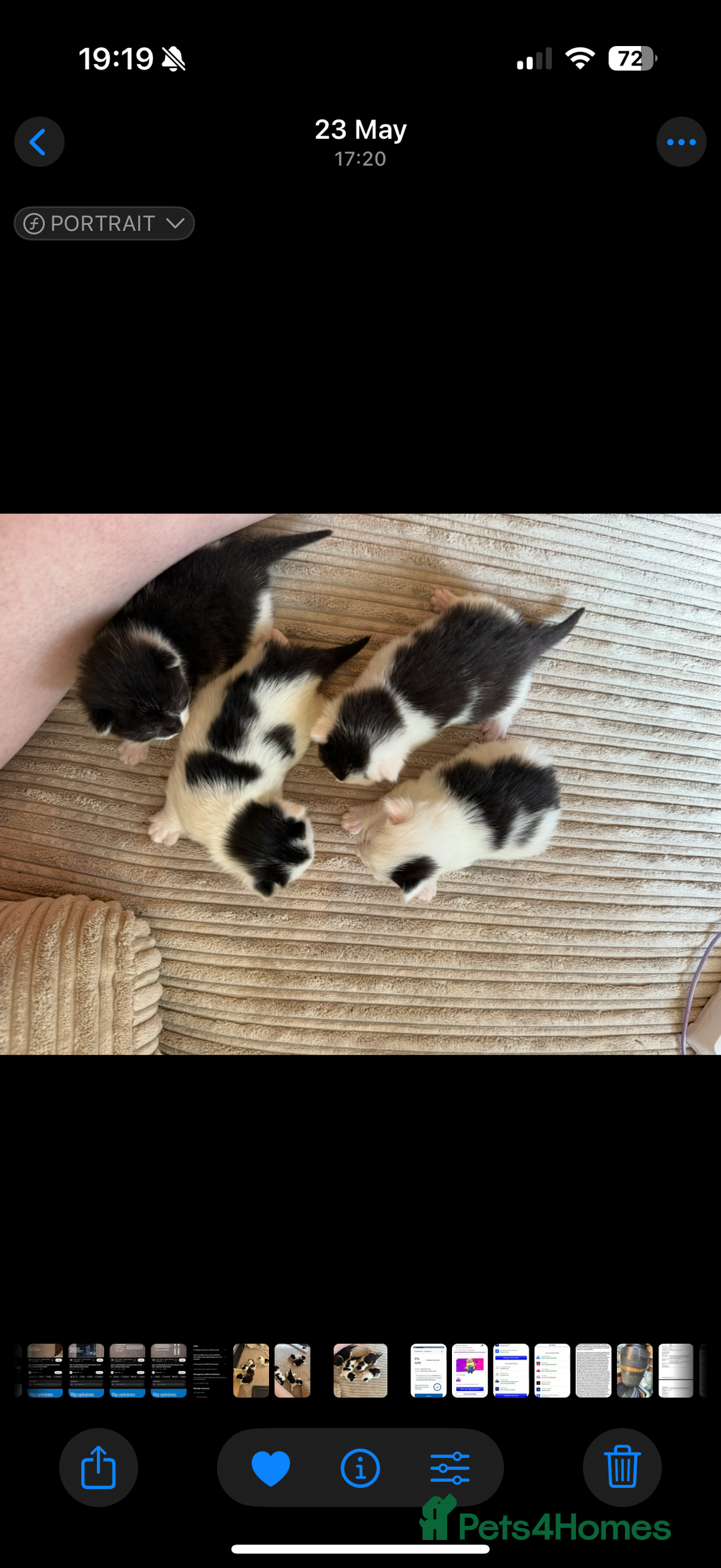 Mixed Breed cats for sale: Four beautiful kittens with lovely markings! - Image 9
