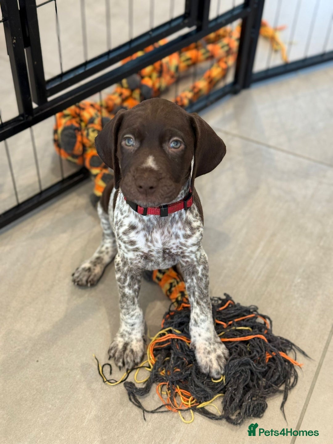 German Shorthaired Pointer dogs for sale: 2 Male GSPs Puppies still available  - Advert 2