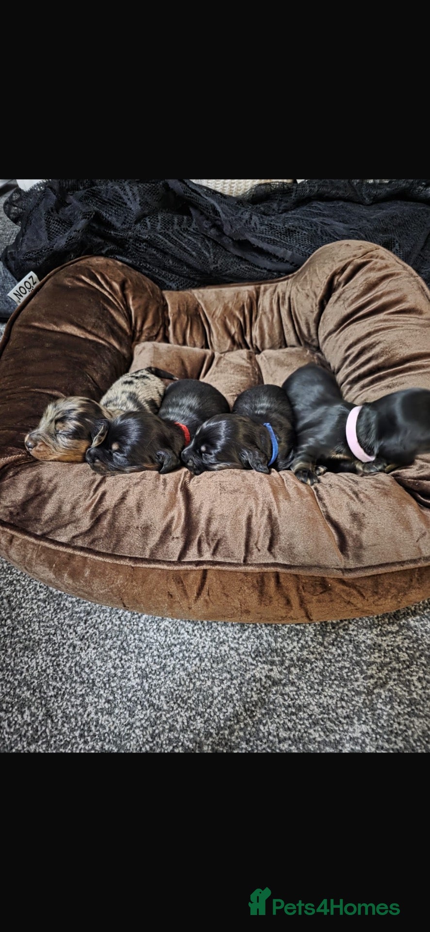 Miniature Dachshund dogs for sale: Longhaired miniature dachshund  - Advert 1