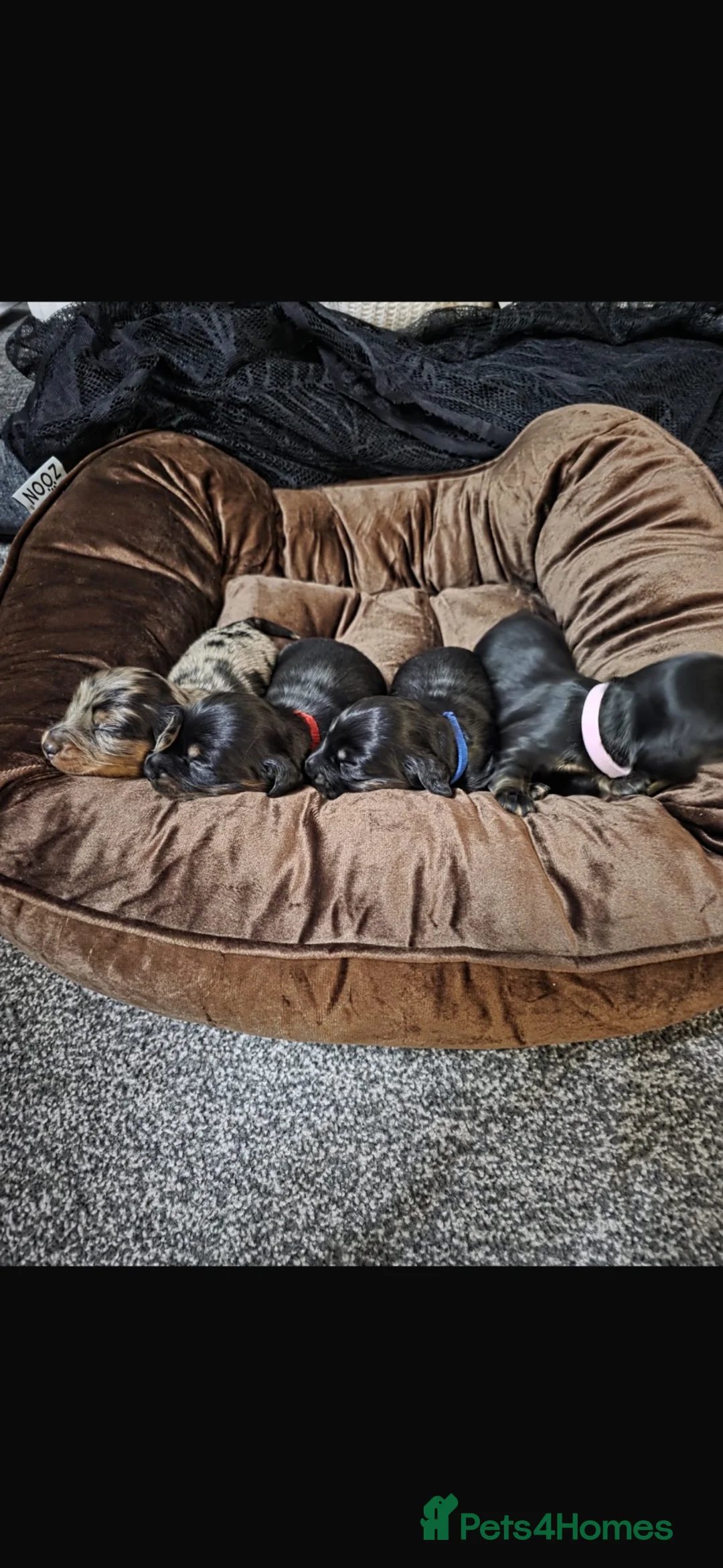 Miniature Dachshund dogs for sale: Longhaired miniature dachshund  - Advert 1