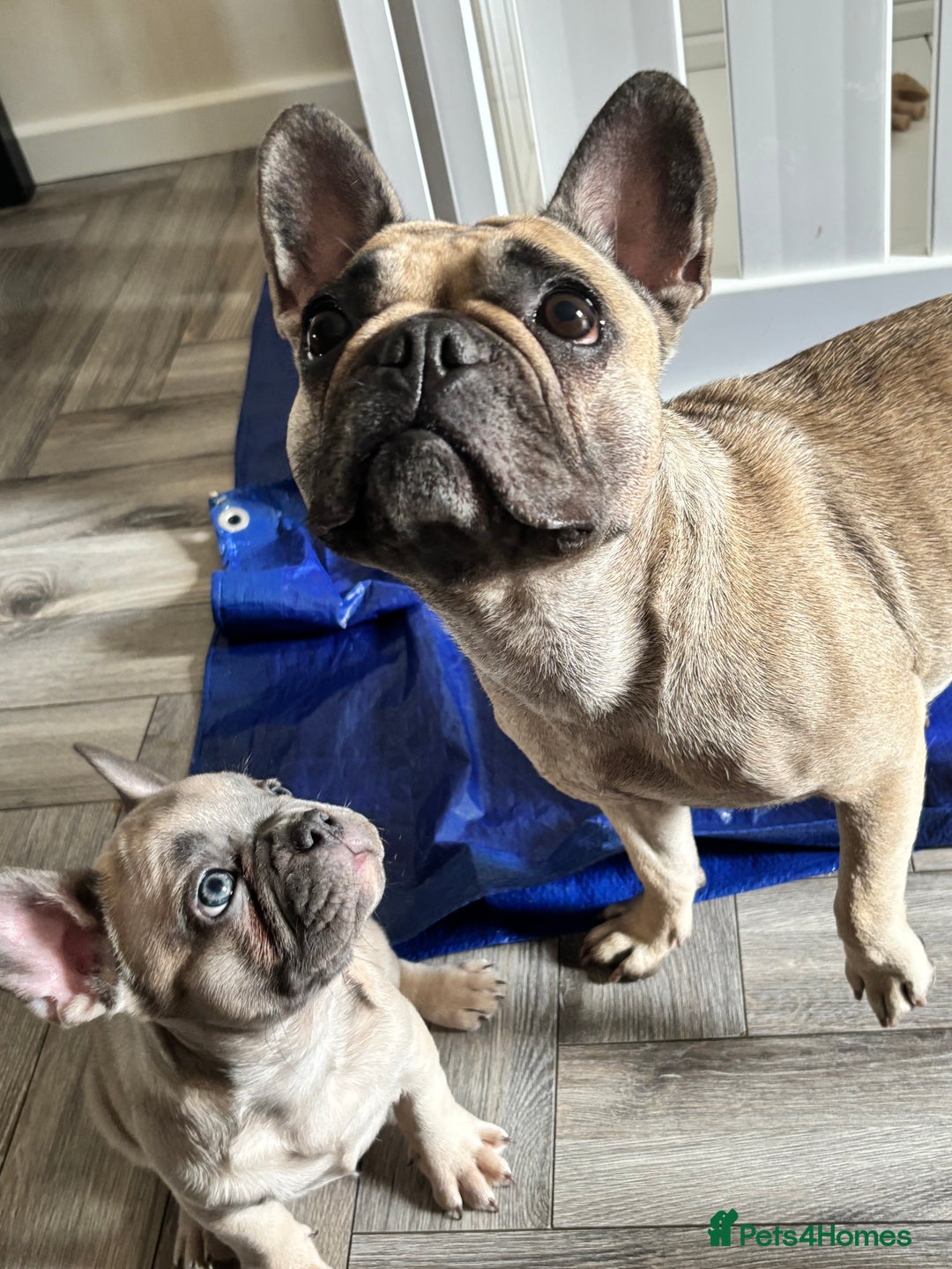 French Bulldog dogs for sale: Pup 1 - Image 3
