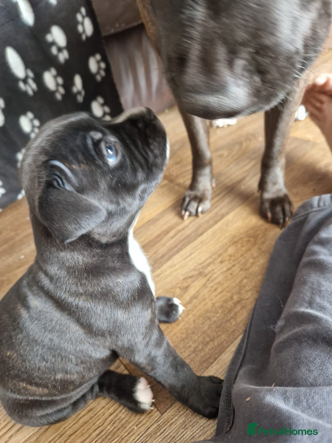 Staffordshire Bull Terrier dogs for sale: KC Reg Staffy Pups – Beautiful Chunky Puppys - Image 6
