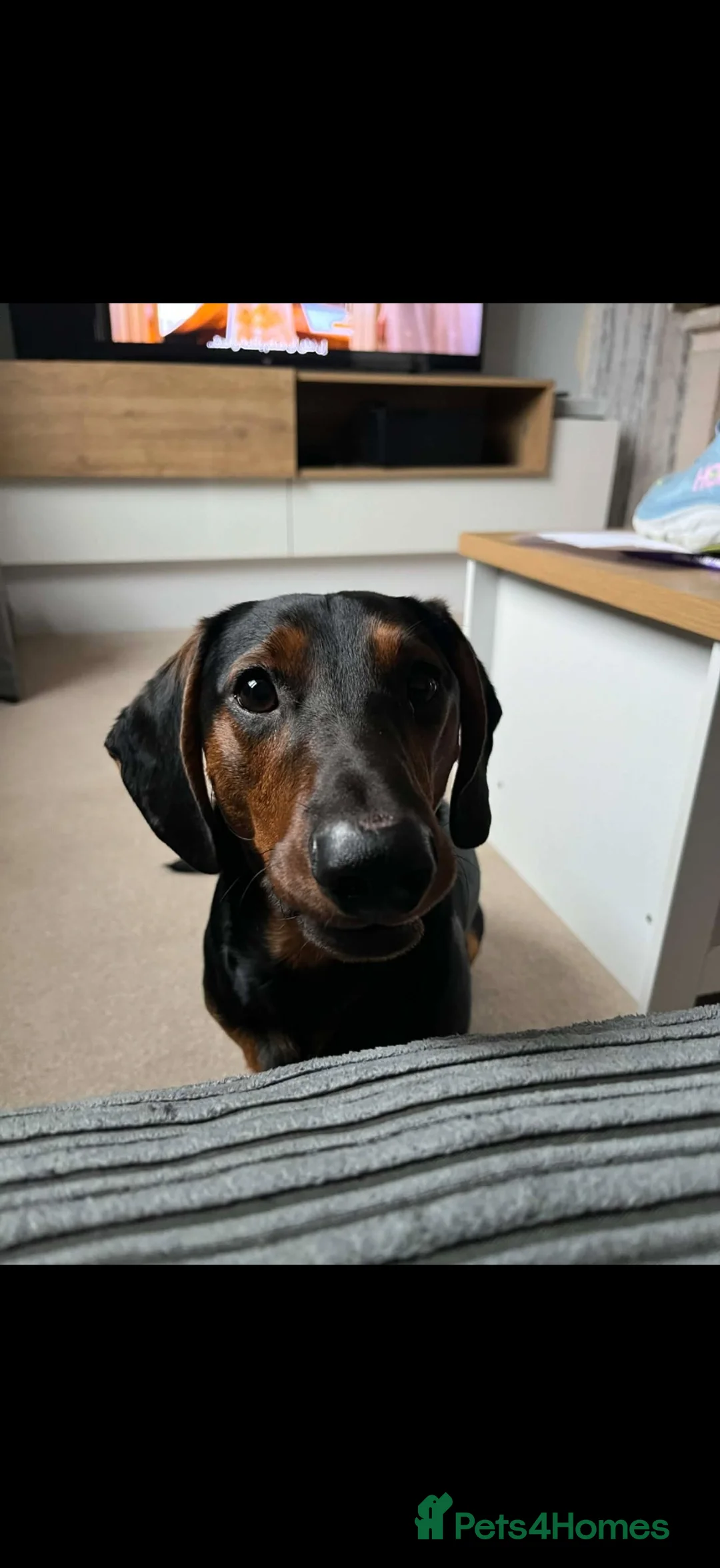 Dachshund dogs for sale: MAC THE SAUSAGE - Advert 2