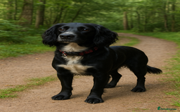 Sprocker dogs for sale: Exceptional working-line puppies for loving homes! - Image 31