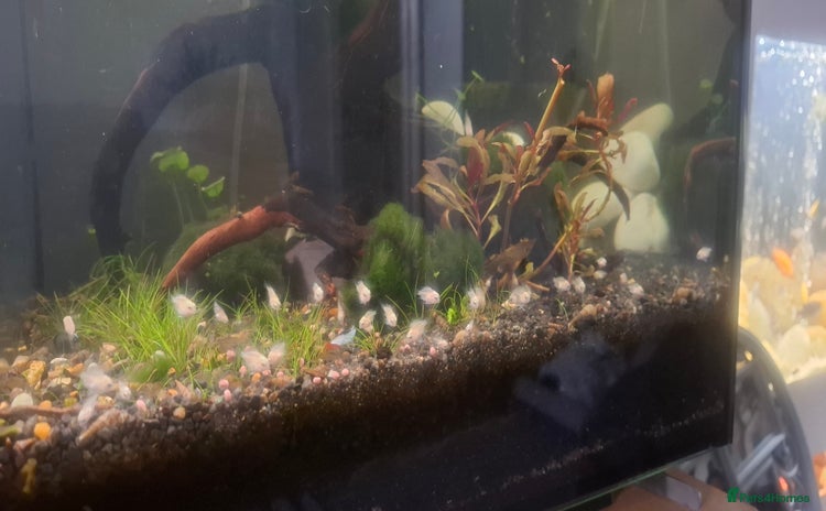 Cichlids fish - Advert 1