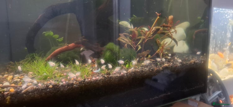 Cichlids fish - Advert 1