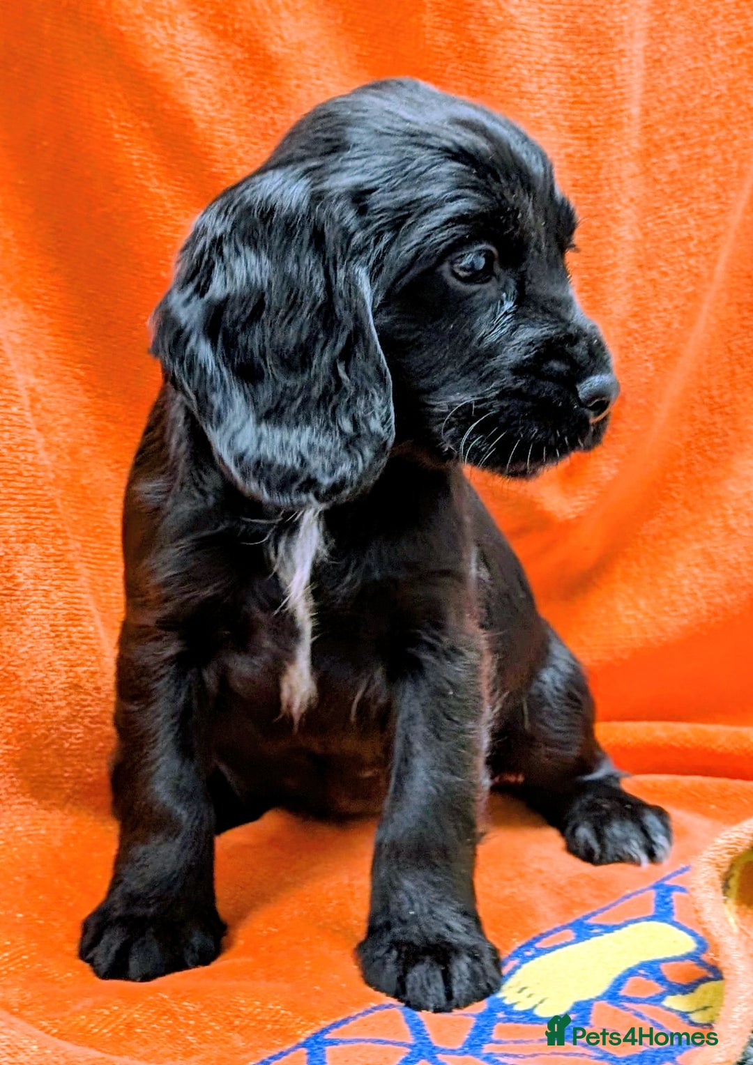 Cocker Spaniel dogs for sale: Ready now! KC registered, health tested cocker  - Advert 5