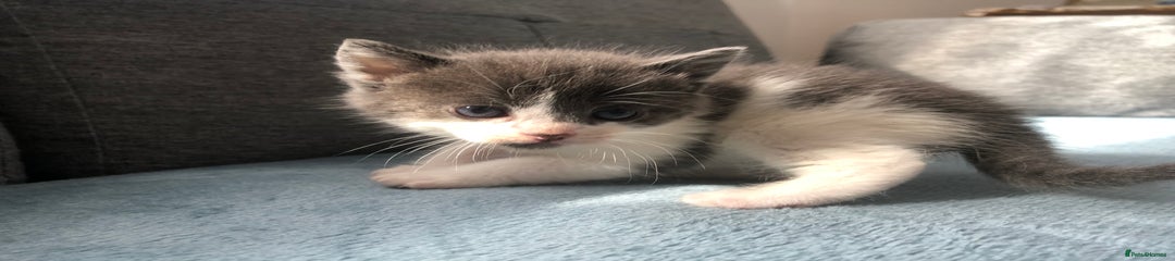 Mixed Breed Kitten 2