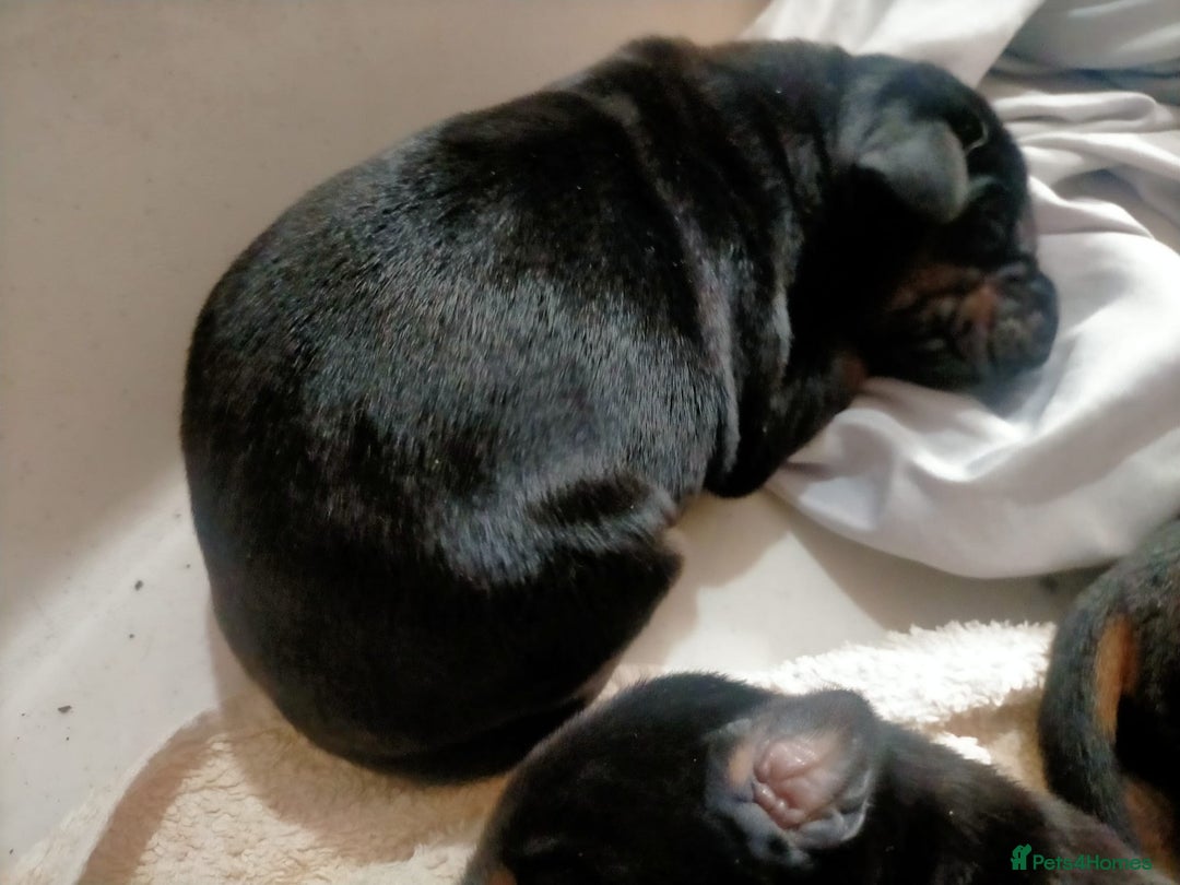 Dobermann dogs for sale: Dobermann puppies - Image 9