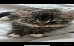 Mixed Breed cats for sale: Two cats for sale. - Image 9