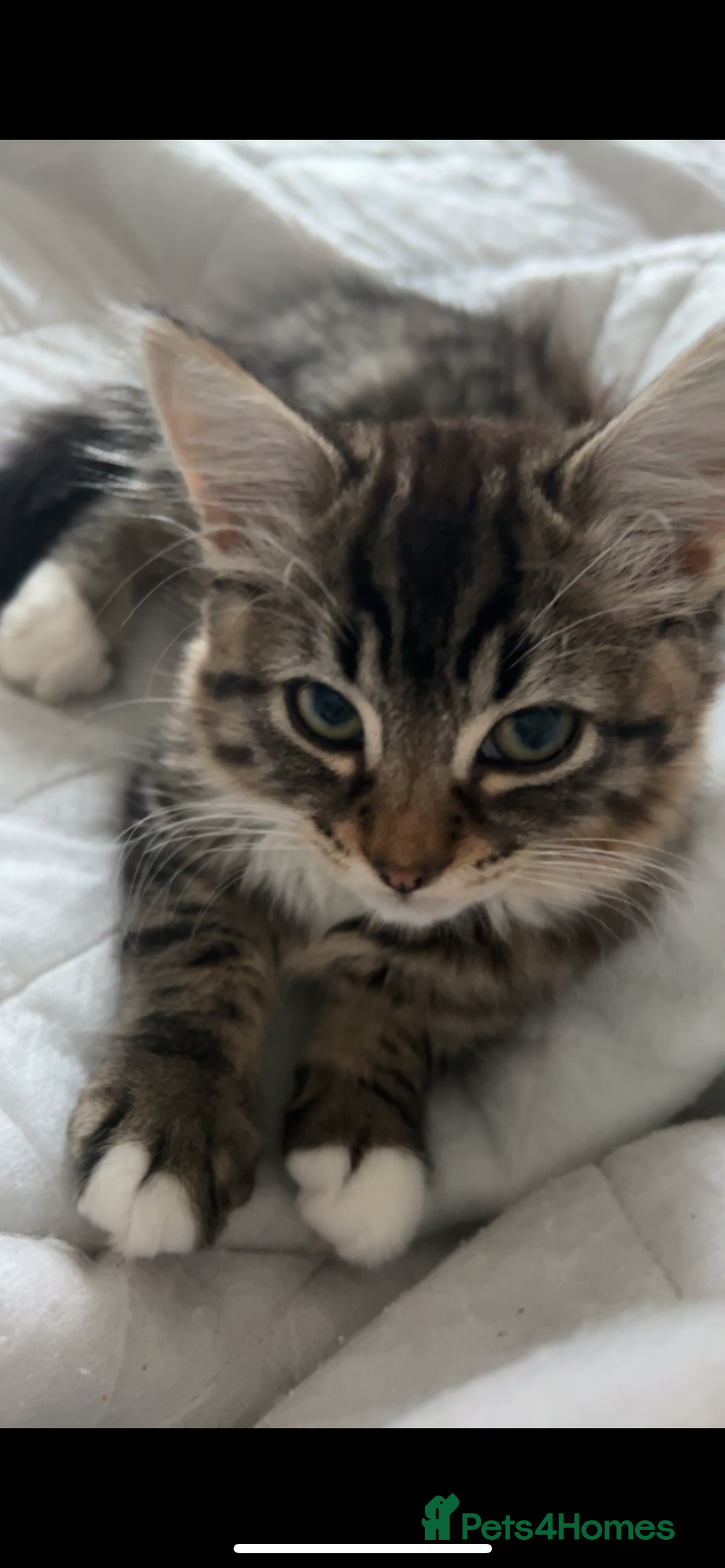 Mixed Breed cats for sale: Two cats for sale. - Image 9