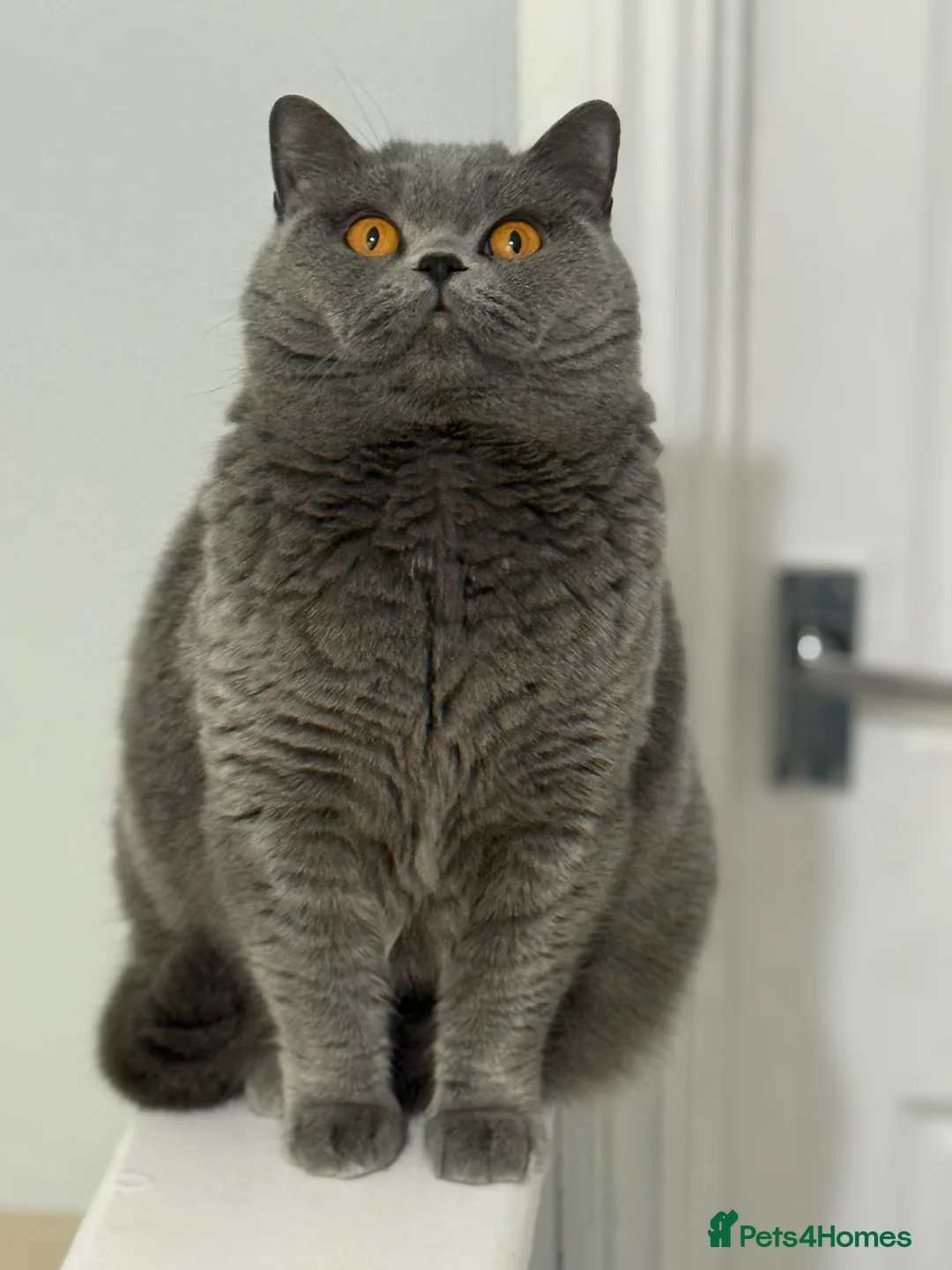British Shorthair cats for sale: Beautiful female for rehome  - Advert 3