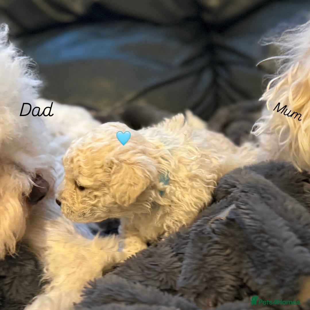 Bichon Frise dogs for sale: Bichon Frise Puppies  - Advert 9