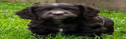 Cocker Spaniel dogs for sale: Exceptional Cocker spaniels  - Advert 3