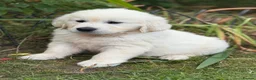 Golden Retriever dogs for sale: KC Cream litter from great health tested parents  - Advert 33