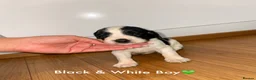 Cocker Spaniel dogs for sale: Cocker spaniel puppy’s  - Advert 15