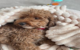 Cockapoo dogs for sale: Male 4 year old  - Advert 3