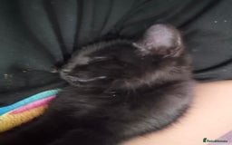 Mixed Breed cats for sale: 12 week old female kitten - Image 3