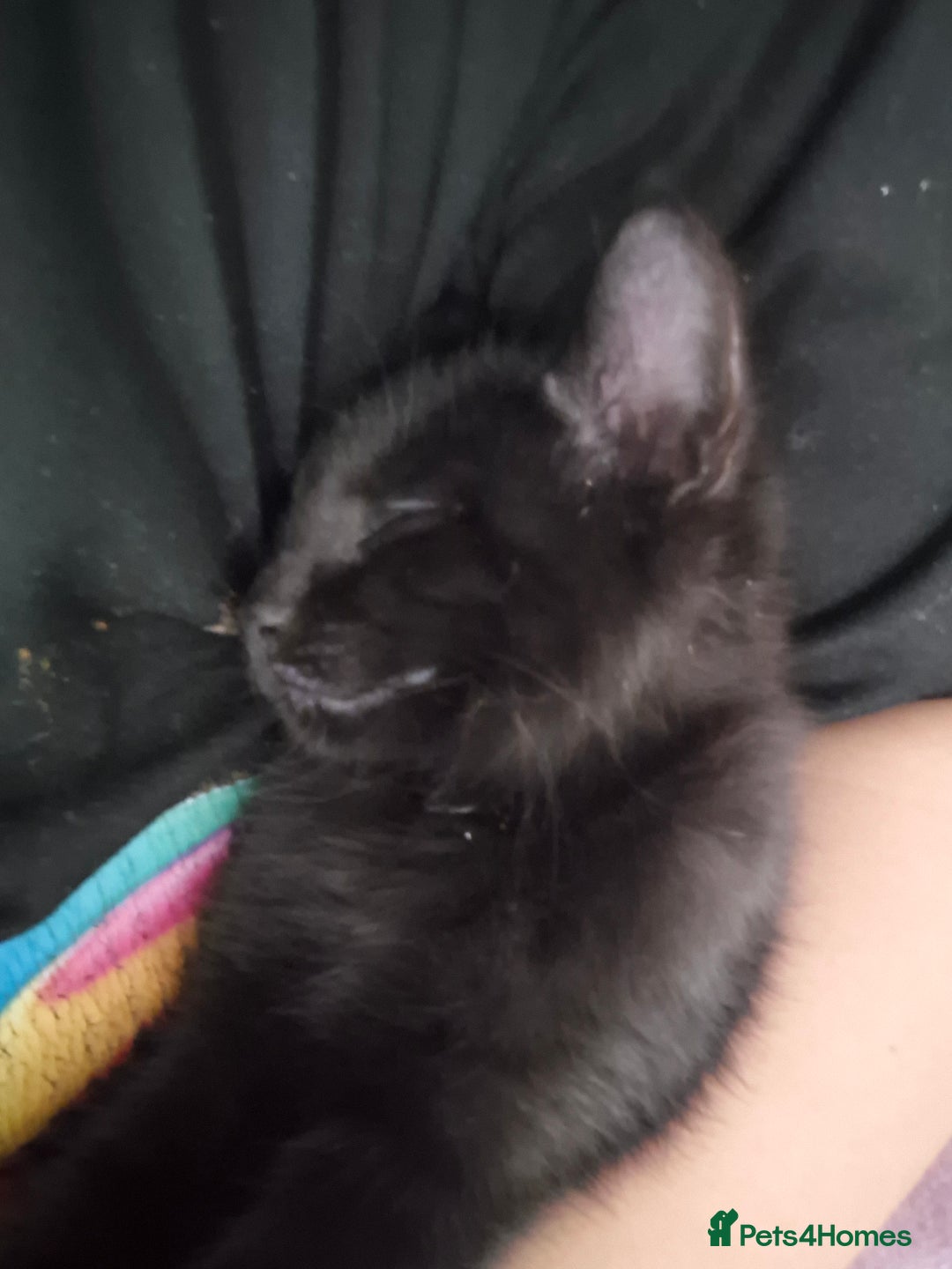 Mixed Breed cats for sale: 12 week old female kitten - Image 3