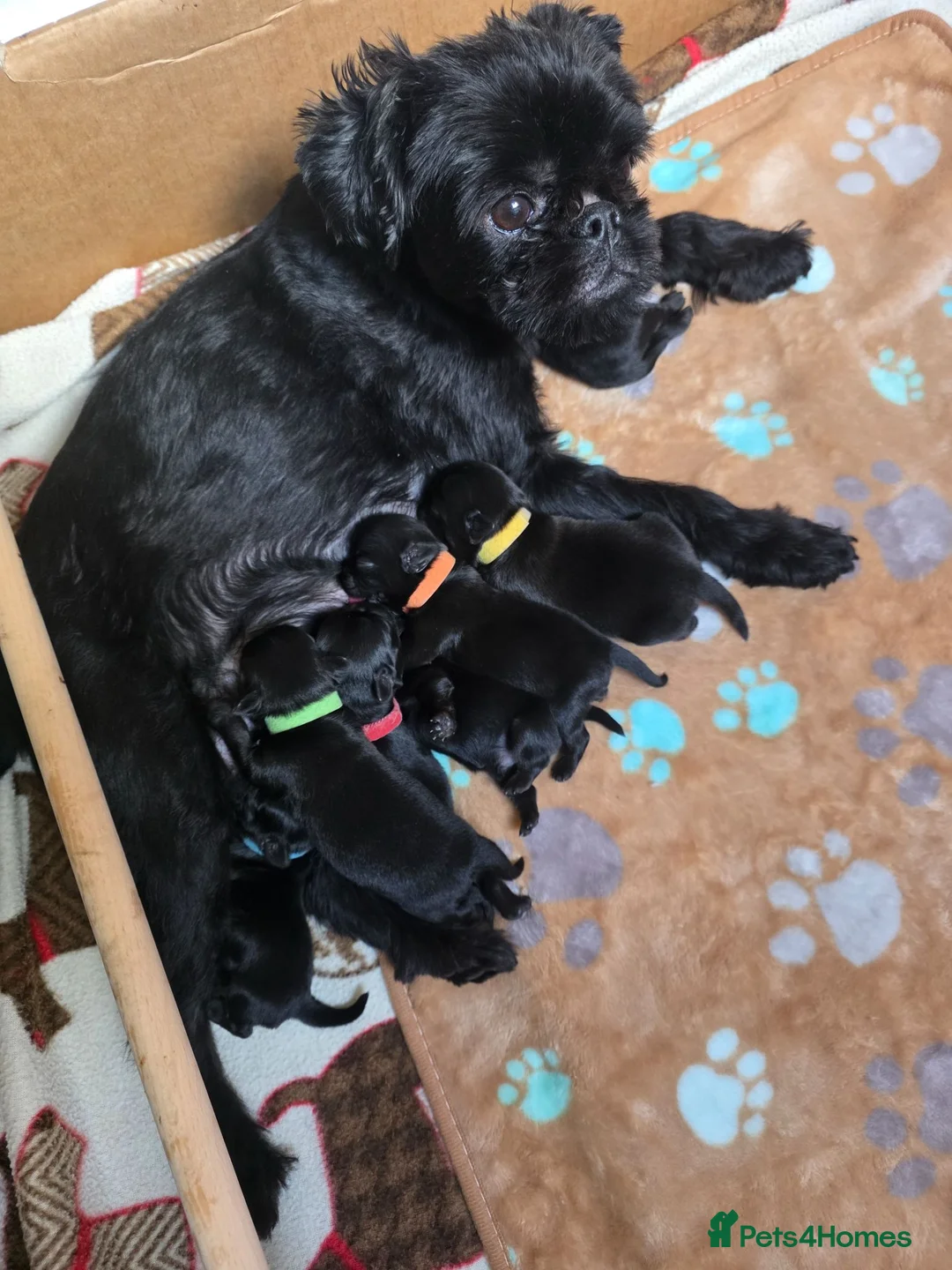Griffon Bruxellois dogs for sale: Brussels Griffon (3/4) x French Bulldog (1/4) pups in London - Advert 2