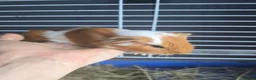 Guinea Pig rodents for sale: Guinepig babies  - Advert 5