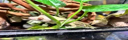 Gecko reptiles for sale: Male crested gecko, comes with tank and more - Advert 2