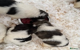 Pyrenean Mastiff dogs for sale: KC registered Pyrenean Mastiffs - Image 4