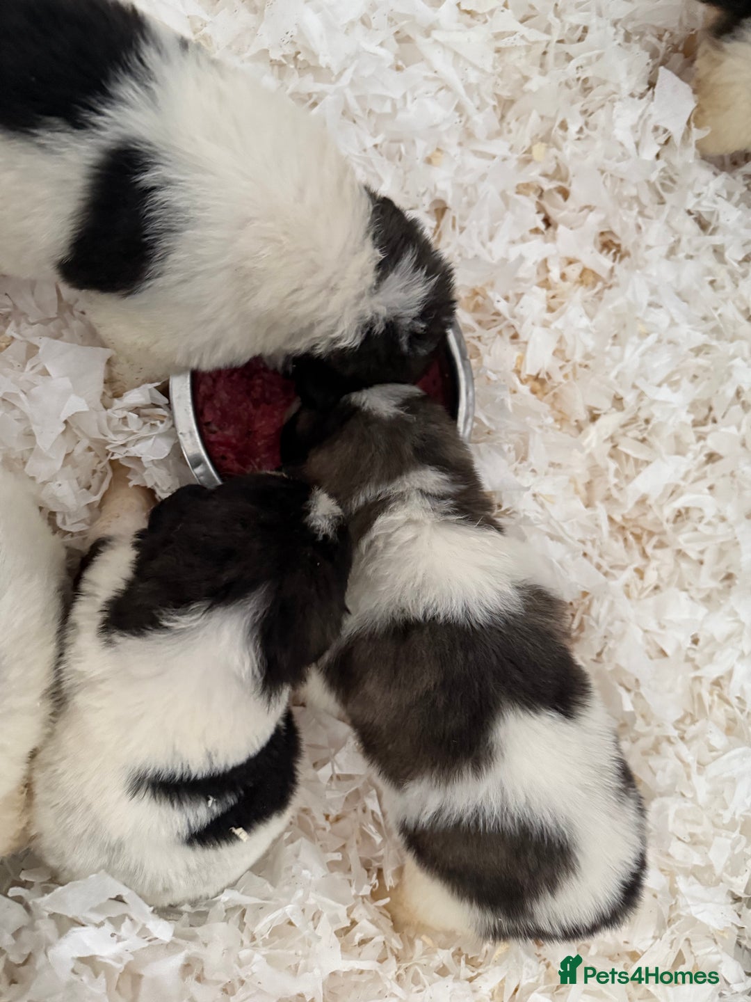 Pyrenean Mastiff dogs for sale: KC registered Pyrenean Mastiffs - Image 4