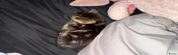 Mixed Breed cats for sale: 3 beautiful kittens  - Advert 7