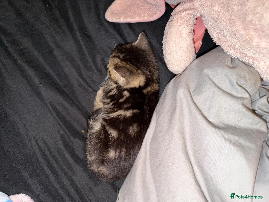Mixed Breed cats for sale: 3 beautiful kittens  - Advert 7